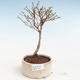 Vonkajšia bonsai-Nátržník krovitá - Potentila Jolina žltá VB2020-340 - 1/2