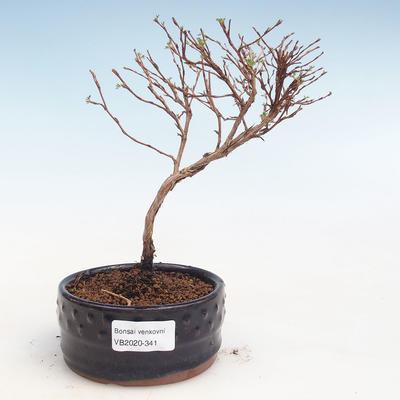 Vonkajšia bonsai-Nátržník krovitá - Potentila Jolina žltá VB2020-341 - 1