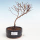 Vonkajšia bonsai-Nátržník krovitá - Potentila Jolina žltá VB2020-341 - 1/2