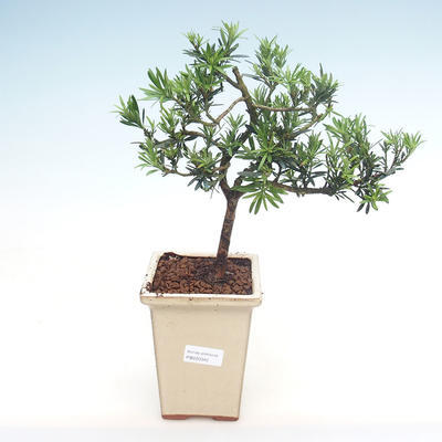Pokojová bonsai - Podocarpus - Kamenný tis PB220342