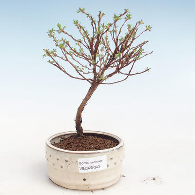 Vonkajšia bonsai-Nátržník krovitá - Potentila Jolina žltá VB2020-343 - 1