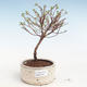 Vonkajšia bonsai-Nátržník krovitá - Potentila Jolina žltá VB2020-343 - 1/2
