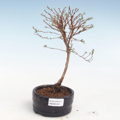 Vonkajšia bonsai-Nátržník krovitá - Potentila Jolina žltá VB2020-344 - 1