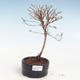 Vonkajšia bonsai-Nátržník krovitá - Potentila Jolina žltá VB2020-344 - 1/2