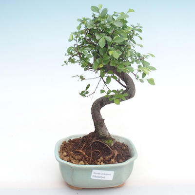 Pokojová bonsai - Ulmus parvifolia - Malolistý jilm PB220348 - 1