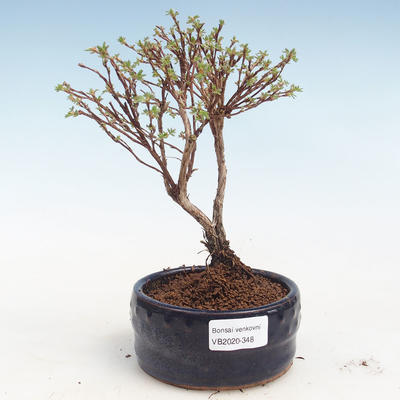 Vonkajšia bonsai-Nátržník krovitá - Potentila Jolina žltá VB2020-348 - 1