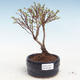 Vonkajšia bonsai-Nátržník krovitá - Potentila Jolina žltá VB2020-348 - 1/2