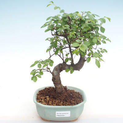 Pokojová bonsai - Ulmus parvifolia - Malolistý jilm PB220351 - 1