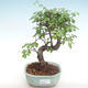 Pokojová bonsai - Ulmus parvifolia - Malolistý jilm PB220351 - 1/3