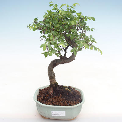 Pokojová bonsai - Ulmus parvifolia - Malolistý jilm PB220352 - 1