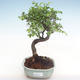Pokojová bonsai - Ulmus parvifolia - Malolistý jilm PB220352 - 1/3