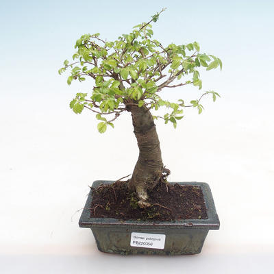 Pokojová bonsai-Ulmus Parvifolia-Malolistý jilm PB220356