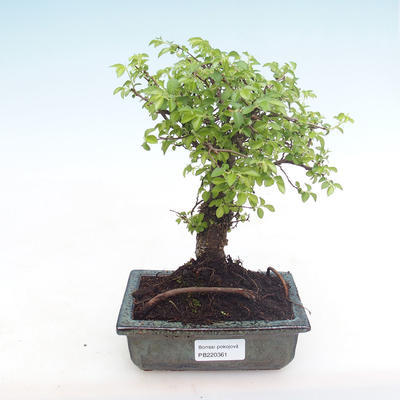 Pokojová bonsai-Ulmus Parvifolia-Malolistý jilm PB220361
