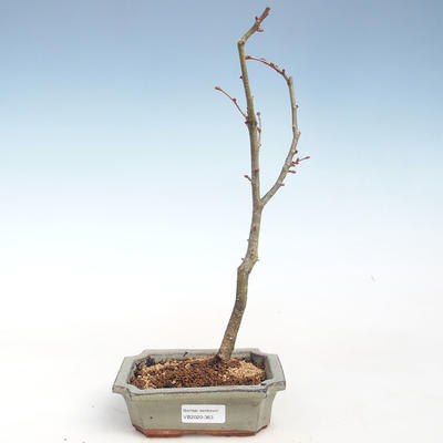 Vonkajšie bonsai - Lipa malolistá - Tilia cordata VB2020-363