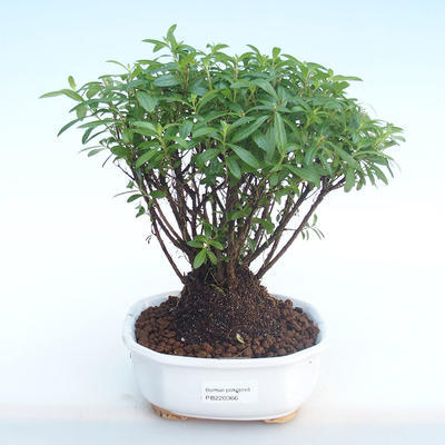 Pokojová bonsai - Cuphea - Japonská myrta PB220366