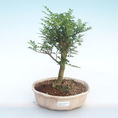 Pokojová bonsai - Zantoxylum piperitum - Pepřovník PB220372 - 1