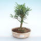 Pokojová bonsai - Zantoxylum piperitum - Pepřovník PB220372 - 1/4