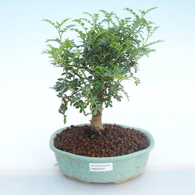 Pokojová bonsai - Zantoxylum piperitum - Pepřovník PB220374 - 1