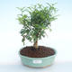 Pokojová bonsai - Zantoxylum piperitum - Pepřovník PB220374 - 1/4