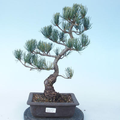 Pinus parviflora - borovica drobnokvetá VB2020-137 - 1