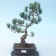 Pinus parviflora - borovica drobnokvetá VB2020-137 - 1/3