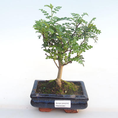 Pokojová bonsai - Zantoxylum piperitum - Pepřovník PB220383 - 1