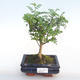 Pokojová bonsai - Zantoxylum piperitum - Pepřovník PB220383 - 1/4
