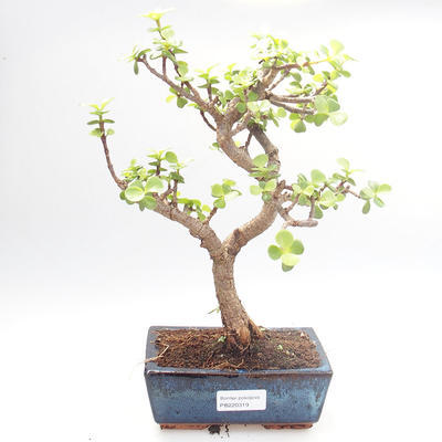 Pokojová bonsai - Portulakaria Afra - Tlustice PB220319 - 1