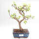 Pokojová bonsai - Portulakaria Afra - Tlustice PB220319 - 1/2