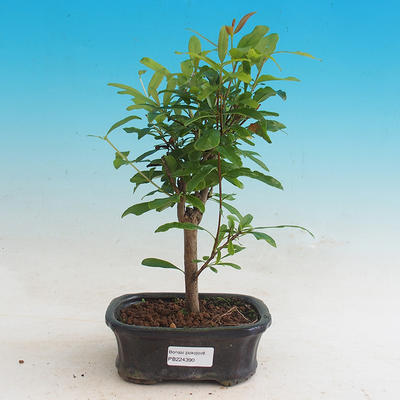 Izbová bonsai-Punic granatum nana-Granátové jablko - 1