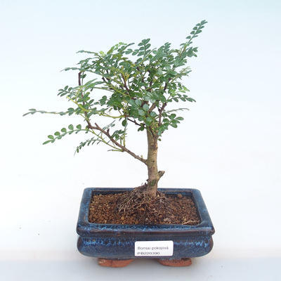 Pokojová bonsai - Zantoxylum piperitum - Pepřovník PB220390 - 1