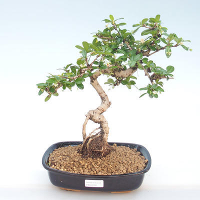 Pokojová bonsai - Carmona macrophylla - Čaj fuki PB220391 - 1