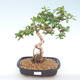 Pokojová bonsai - Carmona macrophylla - Čaj fuki PB220391 - 1/5