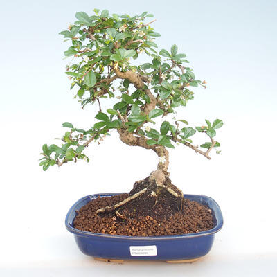 Pokojová bonsai - Carmona macrophylla - Čaj fuki PB220393 - 1