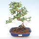 Pokojová bonsai - Carmona macrophylla - Čaj fuki PB220394 - 1/5
