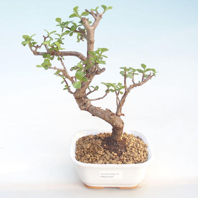 Pokojová bonsai - Portulakaria Afra - Tlustice PB220397 - 1