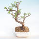Pokojová bonsai - Portulakaria Afra - Tlustice PB220397 - 1/2
