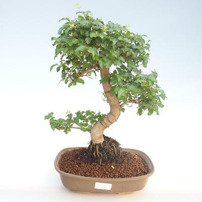 Pokojová bonsai -Ligustrum chinensis - Ptačí zob PB220402 - 1