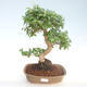 Pokojová bonsai -Ligustrum chinensis - Ptačí zob PB220402 - 1/3