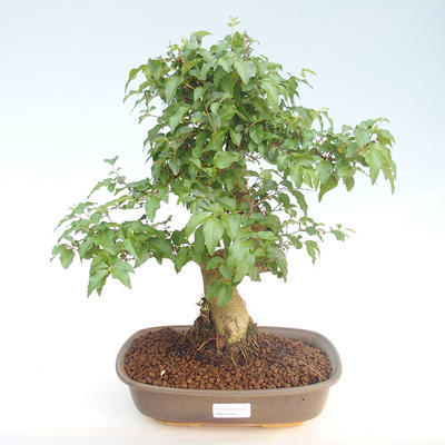 Pokojová bonsai -Ligustrum chinensis - Ptačí zob PB220404 - 1