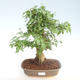 Pokojová bonsai -Ligustrum chinensis - Ptačí zob PB220404 - 1/3