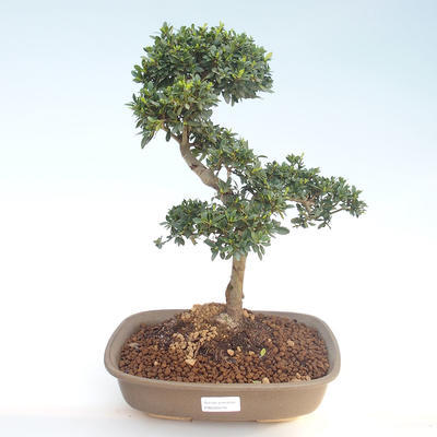 Pokojová bonsai - Ilex crenata - Cesmína PB220410