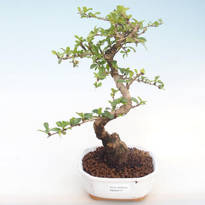 Pokojová bonsai - Carmona macrophylla - Čaj fuki PB220414 - 1