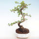 Pokojová bonsai - Carmona macrophylla - Čaj fuki PB220414 - 1/5