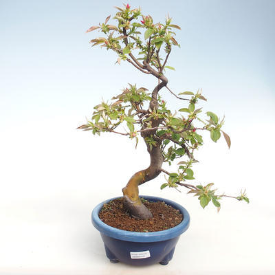 Servis bonsai - Pseudocydonia sinensis - Dula čínska VB2020-415 - 1