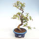 Servis bonsai - Pseudocydonia sinensis - Dula čínska VB2020-415 - 1/2