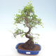 Pokojová bonsai - Ulmus parvifolia - Malolistý jilm PB220419 - 1/3