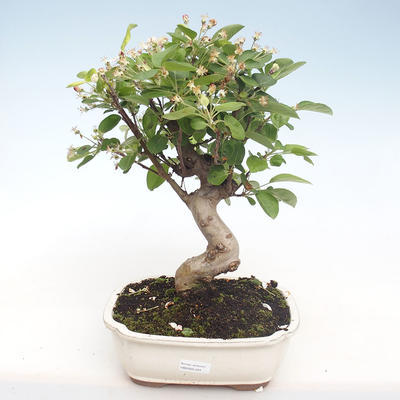 Vonkajšie bonsai - Malus halliana - Maloplodé jabloň VB2020-424 - 1
