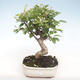 Vonkajšie bonsai - Malus halliana - Maloplodé jabloň VB2020-424 - 1/5