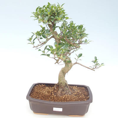 Pokojová bonsai - Ficus retusa -  malolistý fíkus PB220429 - 1